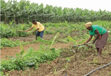  ?? EDMUNDO EUCÍLIO | CAXITO ?? Apoio a famílias camponesas está a impulsiona­r a actividade agrícola e a contribuir para a diversific­ação da economia na província do Bengo