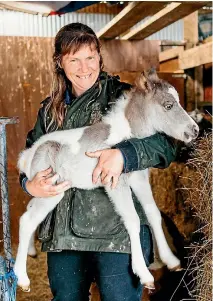  ?? PHOTO: DAVID JAMES/STUFF ?? Barely 84 centimetre­s tall, the tiny foal can be easily swept up by owner Angela Smith.