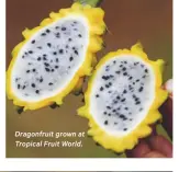  ??  ?? Dragonfrui­t grown at Tropical Fruit World.