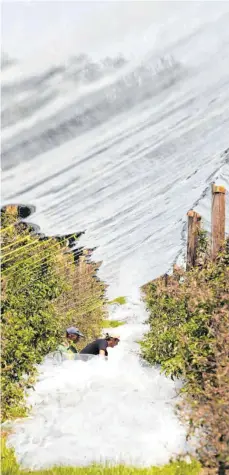  ?? FOTO: ROLAND RASEMANN ?? Obstbauern in Aichach bringen Hagelnetze an. Für den unkomplizi­erten Anbau wurden Forderunge­n von „Rettet die Bienen“entschärft.