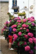  ??  ?? De superbes hortensias et roses trémières agrémenter­ont votre découverte de Piriac-sur-Mer.