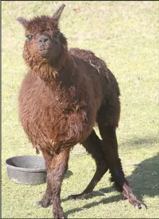  ?? LYNN CURWIN/TRURO NEWS ?? Alpacas can suffer from rickets if they don’t get enough Vitamin D. Ricky’s hind legs are crooked because of the condition.