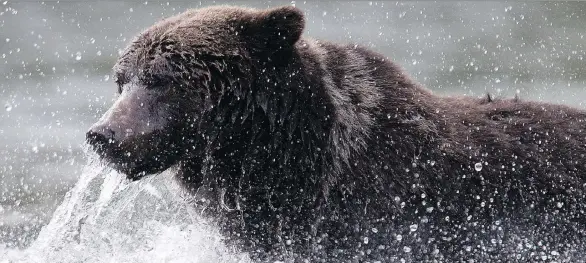  ?? JONATHAN HAYWARD/THE CANADIAN PRESS ?? A grizzly bear fishes along a river in Tweedsmuir Provincial Park near Bella Coola. Banning the trophy hunting of the bears is expected.