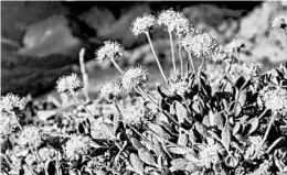  ?? PATRICK DONNELLY/AP ?? Tiehm’s buckwheat grows in the Silver Peak Range southeast of Reno, Nevada.