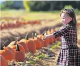  ?? TODD ROLLER ?? Charlotte Davy, 2, of Coral Springs, picks out a pumpkin Sept. 26, 2015, at Bedner’s Farm in Boynton Beach.