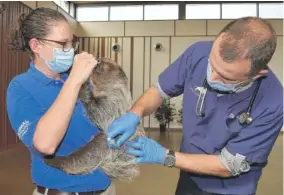  ?? CATHY BAZZONI/CZSBROOKFI­ELD ZOO ?? Francine Lescher, a senior animal care specialist, holds T-Mo, a Linnaeus’s two-toed sloth, at Brookfield Zoo while he receives a COVID-19 vaccine administer­ed by Dr. Mike Adkesson.