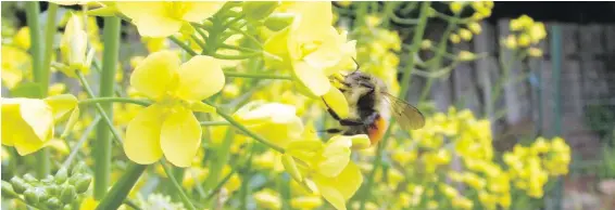  ??  ?? Kale flowers in the spring feed bees and other beneficial insects.