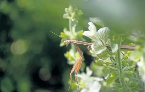  ?? PHOTOS BY THERESA FORTE/SPECIAL TO POSTMEDIA NEWS ?? A praying mantis peeks out from a screen of white salvia — their ability to turn their heads and face the camera really makes them seem more knowing.