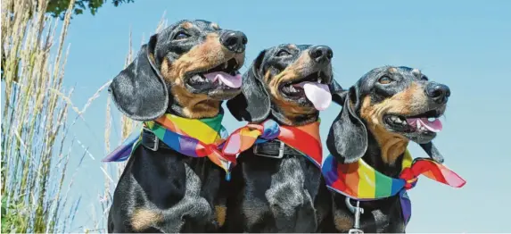  ?? Foto: Düren, dpa ?? Die Dackel Seppi, Moni und Blümchen gehören den Inhabern des Dackelmuse­ums in Regensburg. Die Rasse liegt wieder voll im Trend.