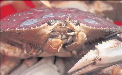  ?? KARL MONDON — STAFF ARCHIVES ?? Crabbers can pull Dungeness out of the waters from Pigeon Point south to Monterey County.