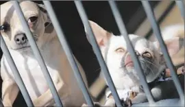  ?? Bob Chamberlin Los Angeles Times ?? THE SHELTER’S MAIN structure and other portable units may not survive earthquake­s, a grand jury report says. Above, chihuahuas at the shelter in 2012.