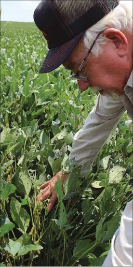  ??  ?? ABOVE: Jarrell Cagle examines soybean pods at his Reynolds Bend Farm. Cagle and his son Ronald Cagle are working more than 1,100 acres of soybeans this year.
TOP: John Lowrey checks for worms in his soybeans at his farm along the Oostanaula River off...