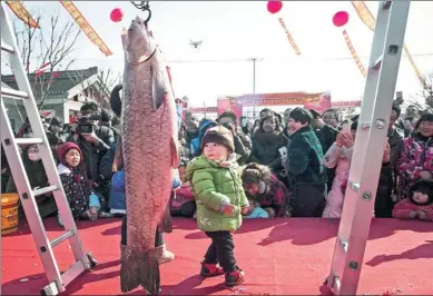  ?? XU JINBAI / XINHUA ?? A boy marvels at a giant fish at an auction during a fishing festival in Hai’an county, Jiangsu province, on Saturday. The county has a long tradition of holding festivals in winter to attract tourists.