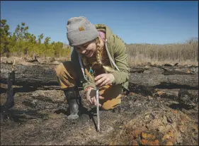  ?? ?? Chellyne Stotts of Living Carbon measures a poplar seedling in Vidalia, Ga. The company has started marketing credits based on carbon its trees will soak up.