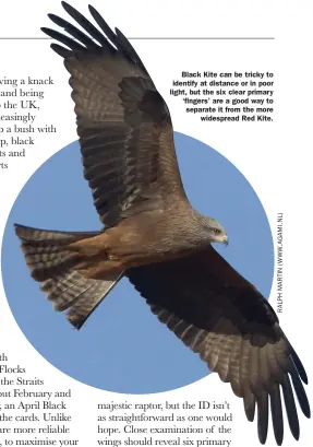  ?? ?? Black Kite can be tricky to identify at distance or in poor light, but the six clear primary ‘fingers’ are a good way to separate it from the more widespread Red Kite.