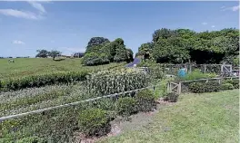  ?? SIMON O’CONNOR/STUFF ?? The family vegetable garden.