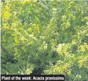  ??  ?? Plant of the week: Acacia pravissima