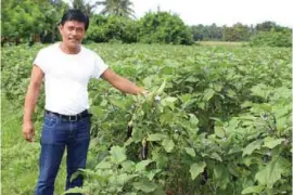  ??  ?? Lito “Ka Lito” Cabrera of Candelaria, Quezon (left) and Cipriano “Ka Sipreng” Azucena of Tiaong, Quezon, both satisfied eggplant growers, in their respective farms.