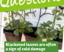  ??  ?? Blackened leaves are often a sign of cold damage