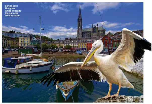  ??  ?? Daring duo: The great white pelicans hid out near Cork Harbour