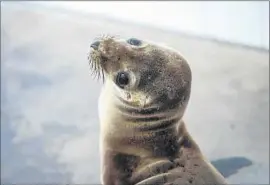  ?? Robyn Beck
AFP/Getty Images ?? A RESCUED SEA LION at the Pacific Marine Mammal Center in Laguna Beach. Pups are starving as their mothers find it difficult to find food.