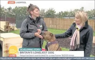  ??  ?? Staffordsh­ire bull terrier cross Freya featured on the Good Morning Britain television programme