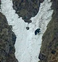  ??  ?? Avvistamen­ti Un’orsa che risale un versante ancora in parte innevato nella zona del Brenta sopra Molveno