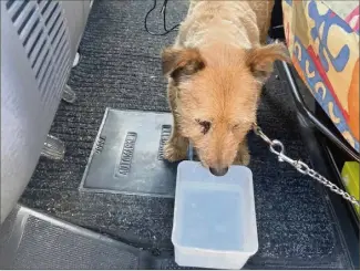  ?? (Photo DR) ?? Les deux chiens montraient des signes évidents de détresse, selon les policiers municipaux qui ont réussi à les sortir du véhicule, sans briser la vitre.