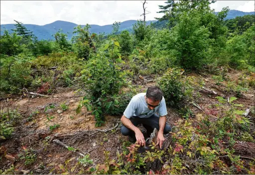  ?? CURTIS COMPTON / CCOMPTON@AJC.COM ?? Jess Riddle, executive director of Georgia ForestWatc­h, checks the age of a tree stump on a partially timbered ridge in the Warwoman Wildlife Management Area in Rabun County, where the Forest Service would have let a section of rare, virgin forest be logged had Georgia ForestWatc­h not spoken up.