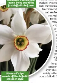  ??  ?? ‘Pheasant’s Eye’ rounds off the daffodil season in style