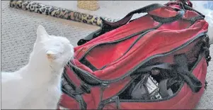  ?? DESIREE ANSTEY/ JOURNAL PIONEER ?? One of Burnell’s cats sniffs the red duffel bag that was discovered on the side of Johnson Street in Summerside on Saturday morning, containing two abandoned female kittens. It is believed the kittens had been abandoned for several hours in the cold.