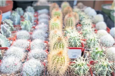  ?? RAY CHAVEZ/STAFF ?? Right: The succulent array at the San Francisco nursery includes a variety of cactus large and small.