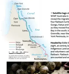  ??  ?? Satellite tags attached by WWF Australia in 2014–15 reveal the migration routes of four flatback turtles – Badgigal, Gungu, Katya and Wunjunga – as they moved from Shoalwater Bay in the south, to Cape Grenville, near the top of Cape York Peninsula, in...