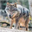  ?? FOTO: DPA ?? Erneut hat ein Wolf in Baden-Württember­g Schafe gerissen.