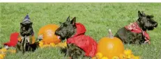  ?? FOTO: CRAIGHEAD POOL/DPA ?? George W. Bushs Katze India und die Hunde Miss Beazley und Barney posieren 2007 in Halloween-Kostümen.