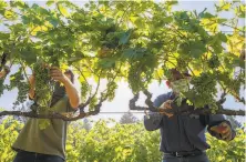  ??  ?? Grape grower Eppie Ordaz (left) works beside Chuy Ordaz of Palo Alto Vineyard Management to clear leaves on the vines.