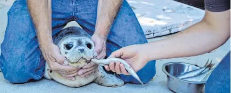  ??  ?? Seehundbab­y Pale kam Anfang August zur Welt und wird seitdem von Pflegern aufgezogen. Seine Mama Nike hat den Kleinen nicht angenommen. Er entwickelt sich trotzdem prächtig – auch wenn man ihn beim Füttern manchmal in den „Schwitzkas­ten“nehmen muss.