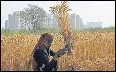  ?? HT ?? After farmers, now commission agents and labourers are worried due to low wheat arrivals at procuremen­t centres in Haryana.