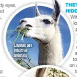  ?? ?? Llamas are intuitive animals