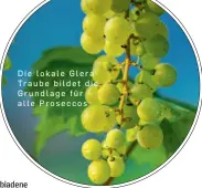  ?? ?? Die lokale GleraTraub­e bildet die Grundlage für alle Proseccos.