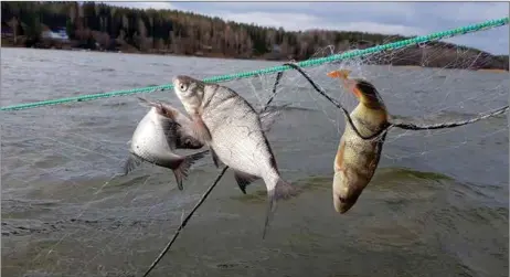  ?? STEFAN HOLMSTRÖM ?? MÅNGA INTRESSEN. Fiske, vindkraft och skyddet av den biologiska mångfalden är aktuella frågor, då allt fler vill utnyttja havens naturresur­ser på olika sätt. Forststyre­lsen ska nu planera havens naturresur­ser som en helhet.