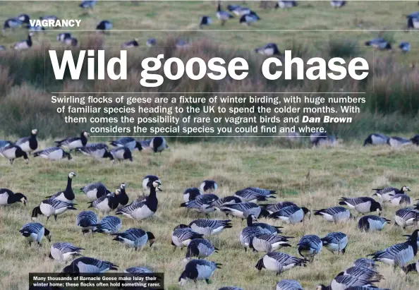  ??  ?? Many thousands of Barnacle Geese make Islay their winter home; these flocks often hold something rarer.