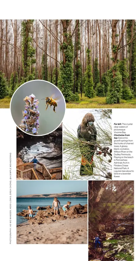  ??  ?? Far left: The crystal clear waters of picturesqu­e Vivonne Bay. Clockwise from top: Epicormic growth springs from the trunks of charred trees; A glossy black-cockatoo; Willson River on the Dudley Peninsula; Playing on the beach in Penneshaw; Admirals Arch in Flinders Chase National Park; A Ligurian bee about to land on a lavender flower.