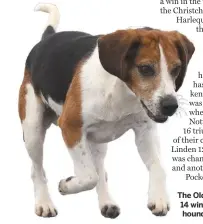  ??  ?? The Old Berkeley’s Galloway 14 wins the beagle stallion hound contest