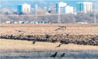  ?? FOTO: PATRICK SEEGER ?? Noch fliegen Vögel über einen Acker am Rand von Freiburg. Dort soll aber der neue Stadtteil Dietenbach entstehen. Die Gegner haben einen Bürgerents­cheid durchgeset­zt.