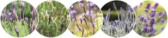  ?? ?? Italian lavender with its brilliant 'wings'
Lavandula viridis is naturally green
Canary Island lavender has little fragrance
French lavender or fringed lavender
English Lavender or 'true' lavender