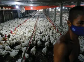  ?? (Bloomberg News WPNS/Samsul Said) ?? Chickens stir in a poultry farm shed in Sungai Panjang, Selangor, Malaysia, on Wednesday. Malaysia plans to ban the export of 3.6 million chickens a month starting Wednesday .