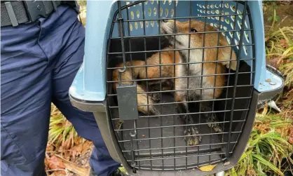  ?? Photograph: US Capitol police/AFP/Getty Images ?? The fox was captured by DC animal control.