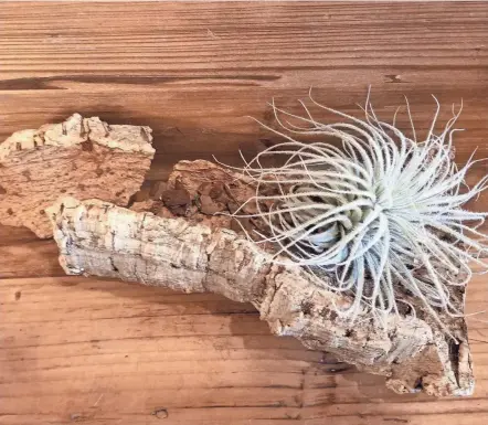  ?? OSU EXTENSION ?? Displaying air plants with organic items such as driftwood adds an interestin­g touch to any decor.