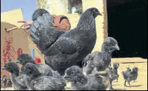  ?? HT FILE ?? The Kadaknath breed is popular not only because of its taste but also due to its low cholestero­l and high protein content.